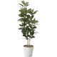 アートクリエイション ゴムの木1.6 422A280 フェイクグリーン（直送品）
