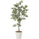 アートクリエイション フィスカスツリー1.5 823A300 フェイクグリーン（直送品）