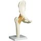 京都科学 股関節モデル（台付） 11-2050-01（直送品）