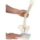 京都科学 脊柱可動モデル（1/2縮尺型） 11-2820-00（直送品）