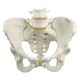 3B Scientific 女性骨盤モデル(可動型) ー 25300400 A61/1 1台（直送品）