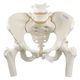 3B Scientific 女性骨盤モデル(可動型・大腿骨付) 大腿骨付 25300401 A62/1 1台（直送品）