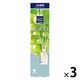 サワデー香るスティック 玄関・ 部屋用 マスカット＆リーフ 詰め替え 70ml 1セット（1個×3） 芳香剤 小林製薬