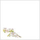 カミイソ産商 敷紙 和紙4寸懐紙 No.6207 山桜 70016207 1袋(100個)（直送品）