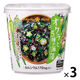 VEGE MISO SOUPカップ オクラと5種の海藻 1セット（1個×3） ひかり味噌