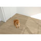 明和グラビア 防滑消臭ペットラグ GB 180cmx240cm PRUG-03 1本（直送品）