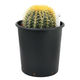 チャーム (多肉植物)サボテン エキノカクタス 金鯱(キンシャチ) ビッグサイズ(1株) 369119 1株（直送品）