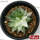 チャーム (多肉植物)ハオルチア 氷砂糖 2.5~3号(1鉢) 439627 1鉢（直送品）