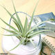 チャーム (観葉植物)エアープランツ チランジア カピタータ(1株) 56134 1株（直送品）