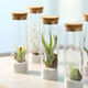 チャーム (観葉植物)エアープランツ(品種おまかせ)スタンドガラス(1個) 373365 1個（直送品）