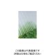 タキロンシーアイ タキロン ポリカ波板 32波 10尺 650クリアフロスト 217026 1セット(10枚) 849-5597（直送品）