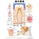 アプライ ミニポスター 歯の構造 J9931P 1セット（直送品）