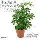 チャーム （観葉植物）シェフレラ　ホンコン　コンパクタ　４号（１鉢） 192424（直送品）