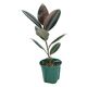 チャーム （観葉植物）フィカス　エラスティカ　バーガンディ　４号（１鉢） 346036（直送品）
