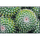 wash+dry 薄型で丈夫な洗える玄関マット Spiny Green 50 x 75 cm AB00423 1枚（直送品）